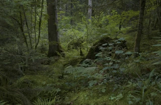 Le Recours aux forêts